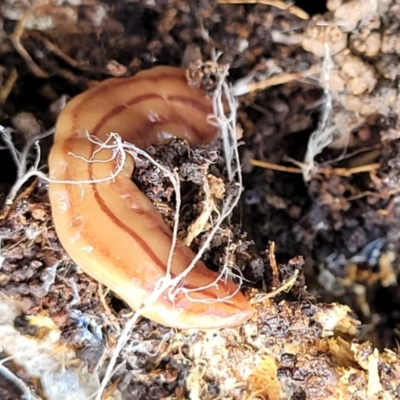Anzoplana trilineata (A Flatworm) at Molonglo River Reserve - 26 Sep 2021 by tpreston