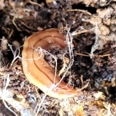 Anzoplana trilineata at Holt, ACT - 26 Sep 2021 12:15 PM