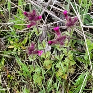 Parentucellia latifolia at Holt, ACT - 26 Sep 2021 12:19 PM