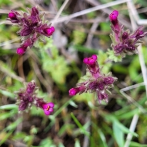 Parentucellia latifolia at Holt, ACT - 26 Sep 2021 12:19 PM