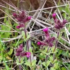 Parentucellia latifolia at Holt, ACT - 26 Sep 2021