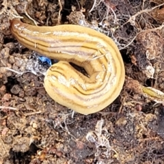 Fletchamia quinquelineata (Five-striped flatworm) at Holt, ACT - 26 Sep 2021 by trevorpreston