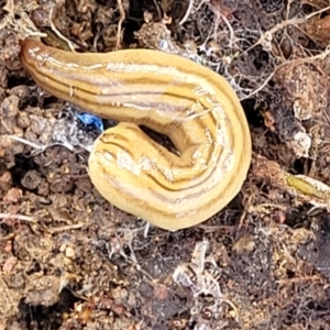 Fletchamia quinquelineata at Holt, ACT - 26 Sep 2021 12:21 PM