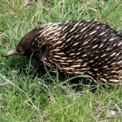 Tachyglossus aculeatus (Short-beaked Echidna) at Molonglo Valley, ACT - 26 Sep 2021 by tpreston