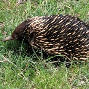 Tachyglossus aculeatus at Molonglo Valley, ACT - 26 Sep 2021