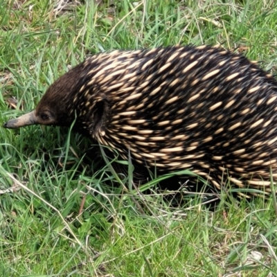 Tachyglossus aculeatus (Short-beaked Echidna) at Molonglo River Reserve - 26 Sep 2021 by tpreston