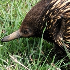 Tachyglossus aculeatus at Molonglo Valley, ACT - 26 Sep 2021
