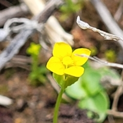 Cicendia quadrangularis (Oregon Timwort) at Holt, ACT - 26 Sep 2021 by tpreston