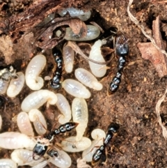 Amblyopone australis (Slow Ant) at Holt, ACT - 26 Sep 2021 by tpreston