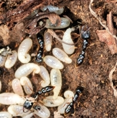 Amblyopone australis (Slow Ant) at Holt, ACT - 26 Sep 2021 by trevorpreston