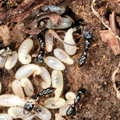 Amblyopone australis (Slow Ant) at Molonglo River Reserve - 26 Sep 2021 by tpreston