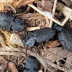Adelium porcatum (Darkling Beetle) at Holt, ACT - 26 Sep 2021 by trevorpreston