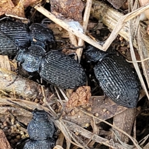 Adelium porcatum at Holt, ACT - 26 Sep 2021