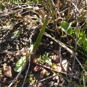 Thelymitra sp. at Carwoola, NSW - 26 Sep 2021