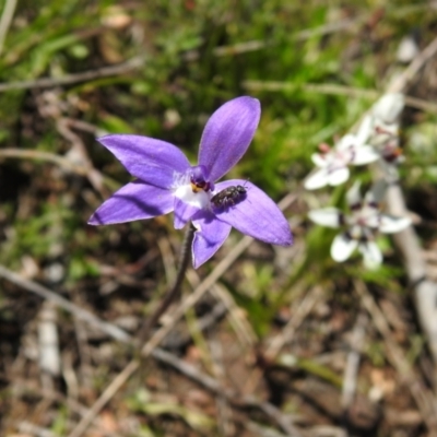 Glossodia major (Wax Lip Orchid) at Carwoola, NSW - 26 Sep 2021 by Liam.m