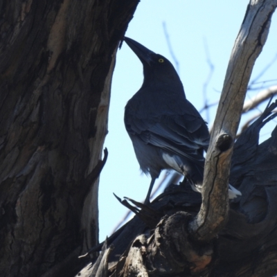 Strepera versicolor (Grey Currawong) at Carwoola, NSW - 26 Sep 2021 by Liam.m