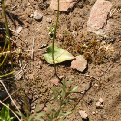 Eriochilus cucullatus (Parson's Bands) at Carwoola, NSW - 26 Sep 2021 by Liam.m