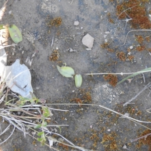 Eriochilus cucullatus at Carwoola, NSW - suppressed