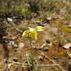 Diuris chryseopsis at Carwoola, NSW - 26 Sep 2021