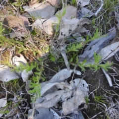 Leptorhynchos squamatus (Scaly Buttons) at Carwoola, NSW - 26 Sep 2021 by Liam.m