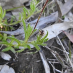 Leptorhynchos squamatus at Carwoola, NSW - 26 Sep 2021