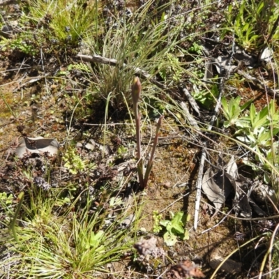 Thelymitra (genus) (sun orchids) at Carwoola, NSW - 26 Sep 2021 by Liam.m