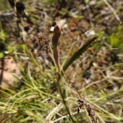 Thelymitra sp. at Carwoola, NSW - suppressed