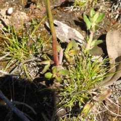 Thelymitra sp. (A Sun Orchid) at Carwoola, NSW - 26 Sep 2021 by Liam.m