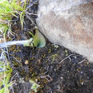 Eriochilus cucullatus at Carwoola, NSW - 26 Sep 2021