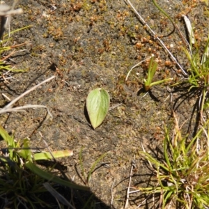 Eriochilus cucullatus at Carwoola, NSW - 26 Sep 2021