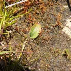 Eriochilus cucullatus at Carwoola, NSW - 26 Sep 2021