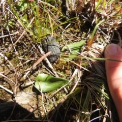 Eriochilus cucullatus at Carwoola, NSW - 26 Sep 2021