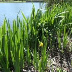 Iris pseudacorus (Yellow Flag) at Mount Ainslie to Black Mountain - 25 Sep 2021 by TrishGungahlin