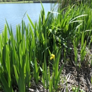 Iris pseudacorus at Parkes, ACT - 25 Sep 2021