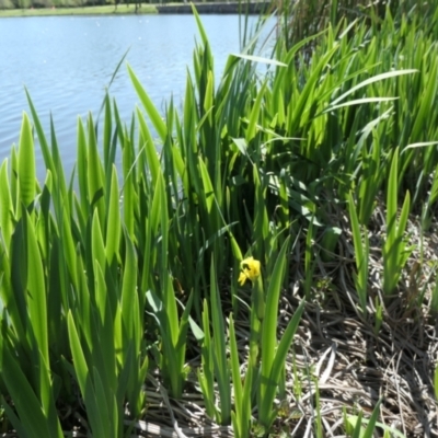 Iris pseudacorus (Yellow Flag) at Parkes, ACT - 25 Sep 2021 by TrishGungahlin
