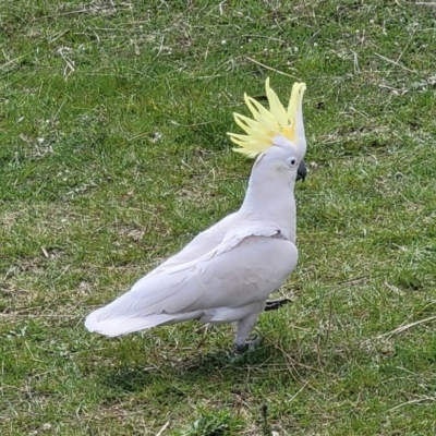 Cacatua galerita (Sulphur-crested Cockatoo) at Holt, ACT - 26 Sep 2021 by tpreston