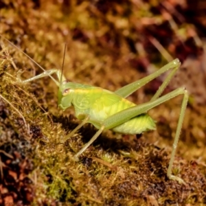 Caedicia simplex at Macgregor, ACT - suppressed