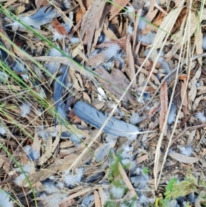 Callocephalon fimbriatum at Stromlo, ACT - suppressed