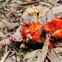 Callocephalon fimbriatum at Stromlo, ACT - suppressed