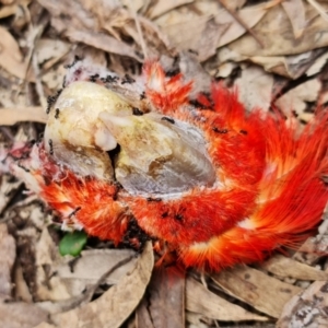 Callocephalon fimbriatum at Stromlo, ACT - suppressed