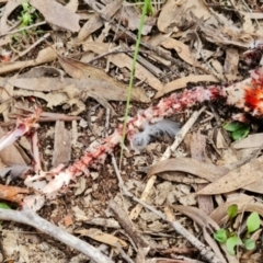 Callocephalon fimbriatum at Stromlo, ACT - suppressed