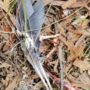 Callocephalon fimbriatum at Stromlo, ACT - suppressed