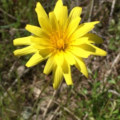 Microseris walteri (Yam Daisy, Murnong) at Mount Majura - 26 Sep 2021 by RWPurdie