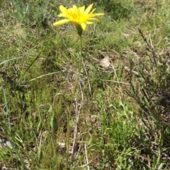 Microseris walteri at Watson, ACT - 26 Sep 2021