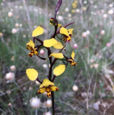 Diuris pardina (Leopard Doubletail) at Mount Majura - 26 Sep 2021 by RWPurdie