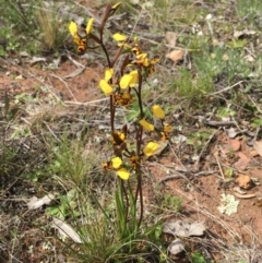 Diuris pardina at Majura, ACT - suppressed