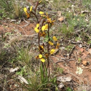 Diuris pardina at Majura, ACT - 26 Sep 2021