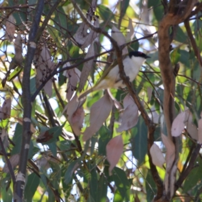 Melithreptus lunatus (White-naped Honeyeater) at QPRC LGA - 26 Sep 2021 by LyndalT