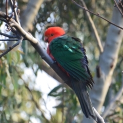 Alisterus scapularis (Australian King-Parrot) at Greenleigh, NSW - 15 Aug 2021 by LyndalT