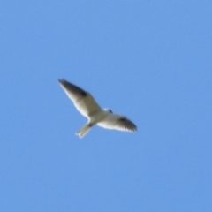 Elanus axillaris (Black-shouldered Kite) at Tuggeranong DC, ACT - 26 Sep 2021 by HelenCross